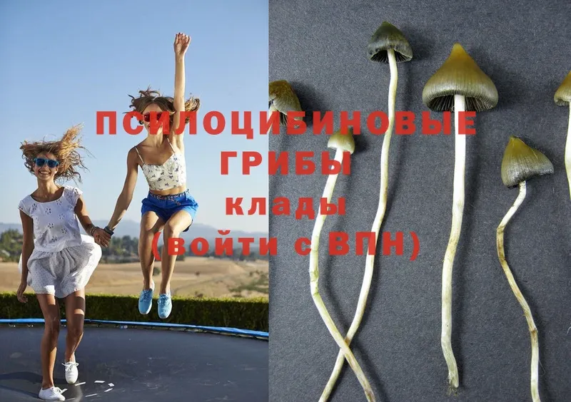 mega как зайти  Амурск  Псилоцибиновые грибы MAGIC MUSHROOMS 